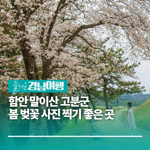 [경남/함안] 함안 말이산 고분군 봄 벚꽃 사진 찍기 좋은 곳