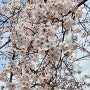 대구 봄 나이들 벚꽃 명소 스타디움 서편광장