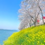 봄 꽃, 남해 벚꽃 유채꽃 /경남 남해 노량공원, 남해 왕지마을 벚꽃길