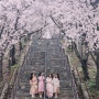 대구벚꽃명소 침산공원,이월드83타워 4월4일만개