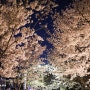 Cherry Blossom Night View