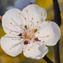 명륜동봄여행-살구나무연못에 내리는 살구꽃비