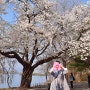 강원도 여행 :: 춘천 벚꽃 명소 당일치기 코스 가볼만한 곳