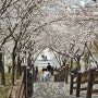 대구 벚꽃 명소 돌계단 벚꽃길 대구 침산공원 2024년 4월 2일