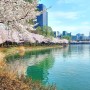 서울 벚꽃 구경은 여기 :: 벚꽃 만개한 석촌호수