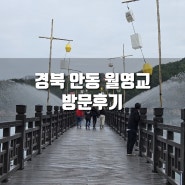 [후기] 2024 경북 안동 월영교 방문, 안동 벚꽃 개화