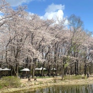 4월 벚꽃 명소 고양 플랜테이션