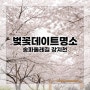 [서울데이트] 올해 꽃구경은 장지천 송파 둘레길_4월 5일 기준 만개한 벚꽃