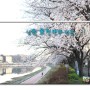 남원 요천의 벚꽃풍경