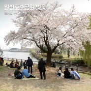 일산 벚꽃 명소 일산호수공원 노래하는분수대 데이트 코스