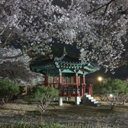 대전 동구 판암 근린공원 실시간 밤벚꽃 [4월 4일]