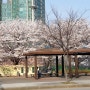 상암동에도 벚꽃이 절정입니다 ^^
