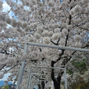 [세천] 세상에서 가장 긴 벚꽃길 드라이브 코스로 아주 좋은 세천 벚꽃길