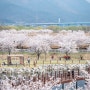미사경정공원 겹벚꽃 개화 상황, 지금 대박인 일반 벚꽃 포인트 공유