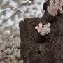 달서구의 봄 / 성당동 벚꽃 가득한 봄풍경 두류공원 성당못 둘레길
