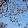 서울숲 주차장 주차팁, 벚꽃 명당은 여기 좋아요