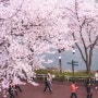 석촌호수 실시간 벚꽃 (동호 서호 차이점, 호수 내 숨은 명소, 주차팁)