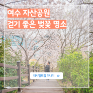 전남 벚꽃 명소 여수 자산공원 벚꽃 개화 시기 실시간