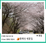 부산 황령산 벚꽃길과 전망대 - 벚꽃 터널 드라이브. 황령산 벚꽃길 실시간