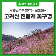 [고려산 진달래] 분홍빛 진달래 물결이 장관인 강화 고려산(~4. 14.(일)까지)