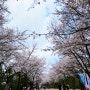 인천 벚꽃명소 인천대공원 벚꽃축제 주말 가볼만한곳 지금 개화상태 주차팁