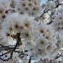 (울산) 무거천 벚꽃길 산책