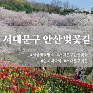 서울 가볼만한곳 서대문구 안산 자락길 봄빛축제/ 벚꽃 만개 오늘 기준