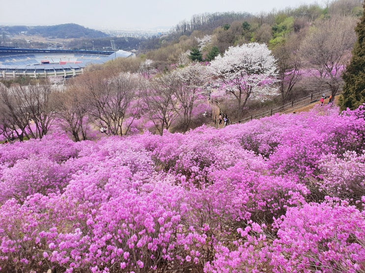 목동 윤샘화실, 원미산진달래꽃축제.