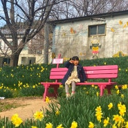 충남 봄 여행지 거북이마을 수선화 축제