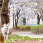 강아지 벚꽃사진 찍는 쉬운 방법