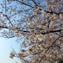 시흥갯골생태공원 벚꽃 개화 실시간 :4월5일