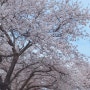 부산 광안리 해수욕장 삼익비치타운 벚꽃 산책