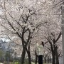 대전 벚꽃 명소 카이스트 어은동산, 현프아 관평천변로, 송촌동 법동소류지