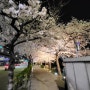 불광천 벚꽃축제 저녁 산책하기.