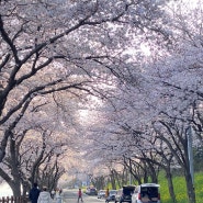 남해 벚꽃 명소 아름다운 왕지마을 왕지벚꽃길 4월초 개화
