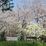 오늘도 "봄을 알리는 꽃들의 향연" 을 즐겨봅니다.
