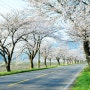 주산(珠山) 벚꽃길