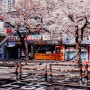 부산에서 즐기는 벚꽃놀이 광안리 삼익비치 아파트