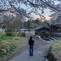 유후인 벚꽃길, 킨린호수 3~4월초 사진찍기 좋은 코스/ 일본여행