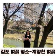 경기도 김포 데이트추천 계양천 벚꽃축제 포토존 주차팁