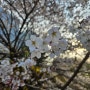 판교 벚꽃놀이 - 2024년 4월 회사 옆에 벚꽃이 만개했다