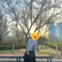 인천 벚꽃🌸 장소 꿀팁 _+ 송도 센트럴 파크