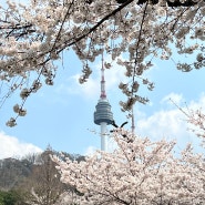 서울 커플 데이트코스 남산타워 주차장 벚꽃길 가는법 성곽길