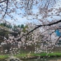 대전 벚꽃 화폐박물관 벚꽃길 오늘 모습 (2024.04.05 금)