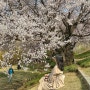 수원 행궁동 벚꽃 명소 / 인생 사진 포토존 스팟 / 벚꽃 나들이 추천 코스