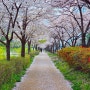 김해 율하천 벚꽃엔딩