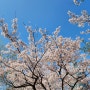 벚꽃 명소 서울숲 꽃사슴방사장 꼭 가세요!!!