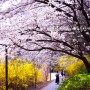 서울 숨겨진 벚꽃 명소 은평구 구파발천 벚꽃길 벚꽃 데이트 4월 봄꽃 구경 갈만한곳