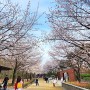 서울숲 벚꽃 사슴방사장 피크닉 즐기고 한강 걷기