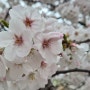 4월 청주 무심천 벚꽃나들이